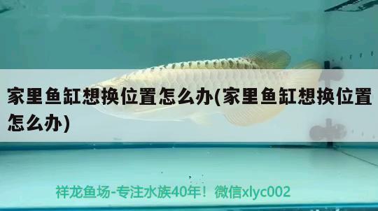 家里魚缸想換位置怎么辦(家里魚缸想換位置怎么辦)