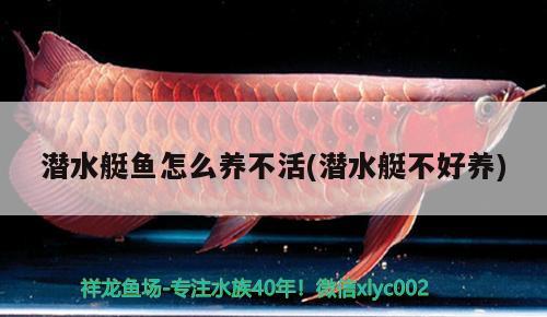 潛水艇魚怎么養(yǎng)不活(潛水艇不好養(yǎng)) 潛水艇魚