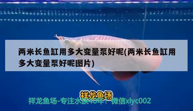 兩米長(zhǎng)魚(yú)缸用多大變量泵好呢(兩米長(zhǎng)魚(yú)缸用多大變量泵好呢圖片) 龍鳳鯉魚(yú)