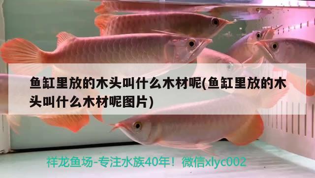 魚缸里放的木頭叫什么木材呢(魚缸里放的木頭叫什么木材呢圖片) 新加坡號半紅龍魚（練手級紅龍魚） 第3張