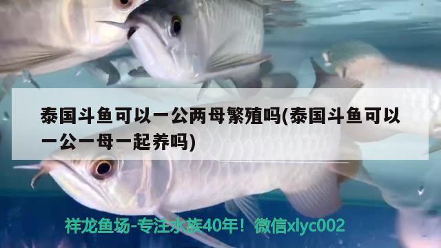 泰國(guó)斗魚(yú)可以一公兩母繁殖嗎(泰國(guó)斗魚(yú)可以一公一母一起養(yǎng)嗎)