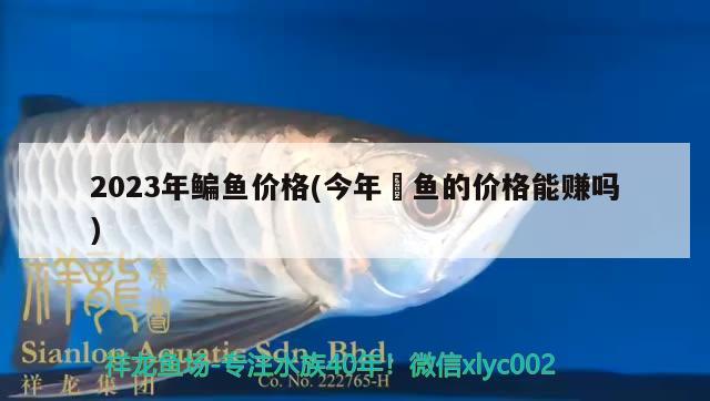 2023年鳊魚(yú)價(jià)格(今年鮰魚(yú)的價(jià)格能賺嗎)