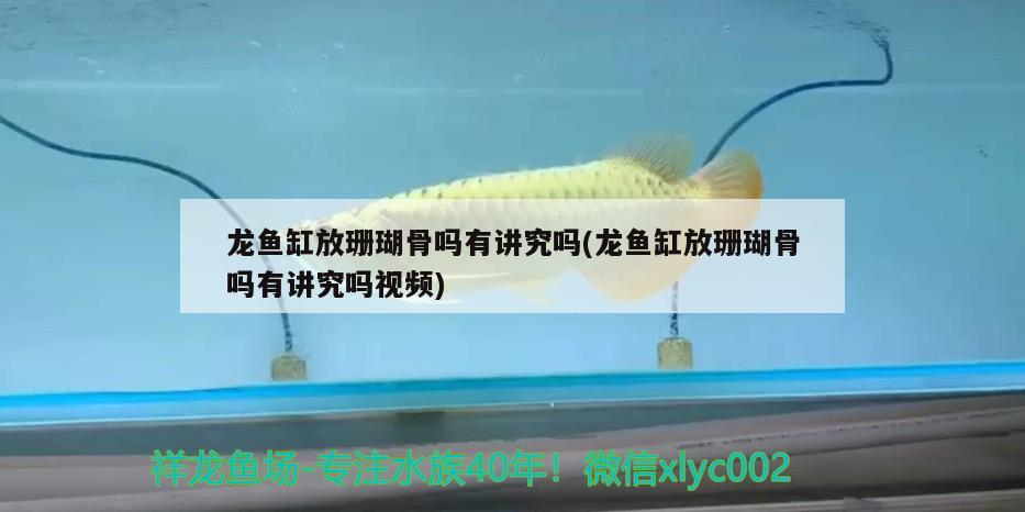 龍魚缸放珊瑚骨嗎有講究嗎(龍魚缸放珊瑚骨嗎有講究嗎視頻) 朱巴利魚