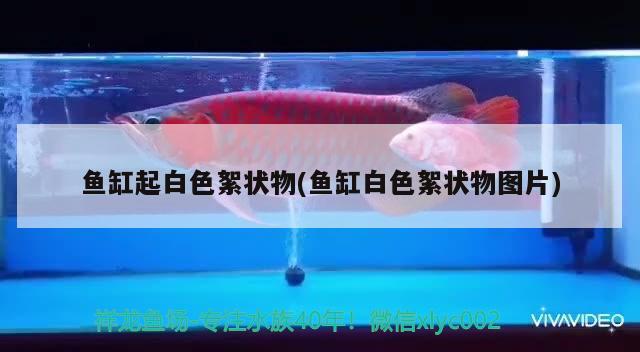 魚缸起白色絮狀物(魚缸白色絮狀物圖片) 女王大帆魚苗