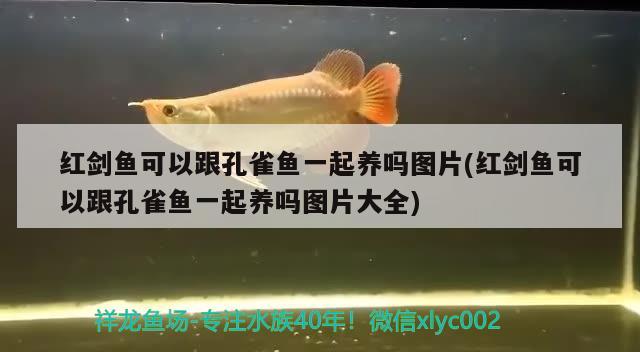 紅劍魚可以跟孔雀魚一起養(yǎng)嗎圖片(紅劍魚可以跟孔雀魚一起養(yǎng)嗎圖片大全) 觀賞魚