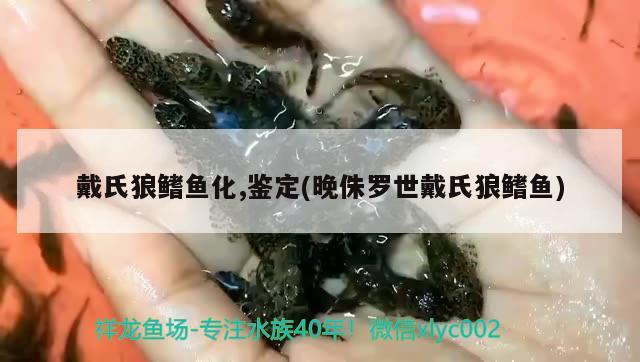 戴氏狼鰭魚化,鑒定(晚侏羅世戴氏狼鰭魚)