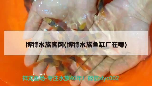 博特水族官網(博特水族魚缸廠在哪) 博特水族