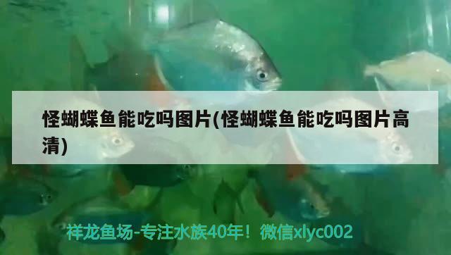 怪蝴蝶魚能吃嗎圖片(怪蝴蝶魚能吃嗎圖片高清) 蝴蝶鯉