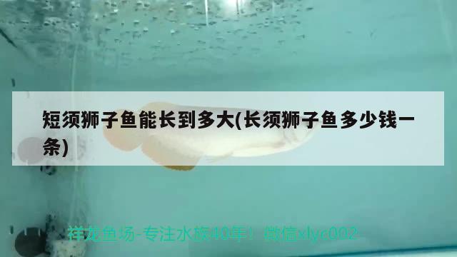 短須獅子魚能長到多大(長須獅子魚多少錢一條) 觀賞魚