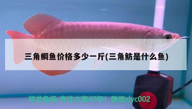 三角鯛魚價格多少一斤(三角魴是什么魚)