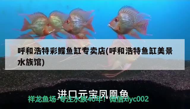 呼和浩特彩鰈魚缸專賣店(呼和浩特魚缸美景水族館)