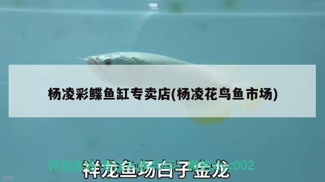 楊凌彩鰈魚缸專賣店(楊凌花鳥魚市場(chǎng)) 彩鰈魚缸（彩蝶魚缸）