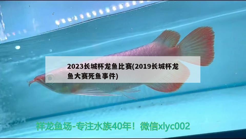 2023長城杯龍魚比賽(2019長城杯龍魚大賽死魚事件)