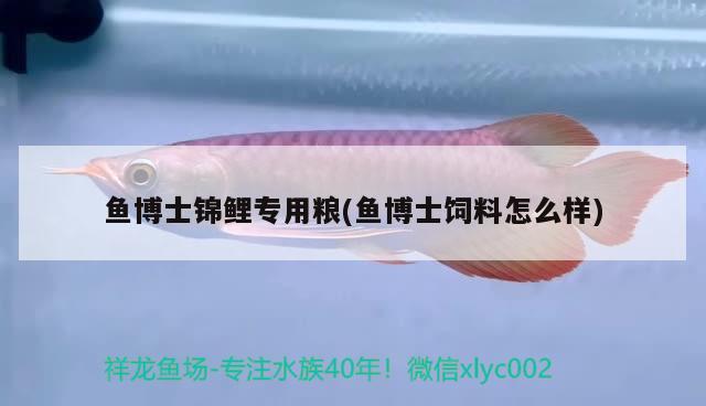 魚(yú)博士錦鯉專用糧(魚(yú)博士飼料怎么樣) 2024第28屆中國(guó)國(guó)際寵物水族展覽會(huì)CIPS（長(zhǎng)城寵物展2024 CIPS）