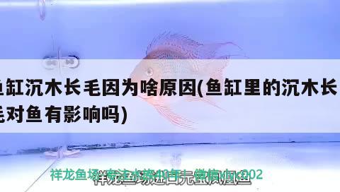 魚缸沉木長毛因?yàn)樯对?魚缸里的沉木長白毛對(duì)魚有影響嗎) 九鼎魚缸