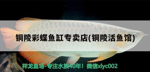 銅陵彩蝶魚(yú)缸專(zhuān)賣(mài)店(銅陵活魚(yú)館)