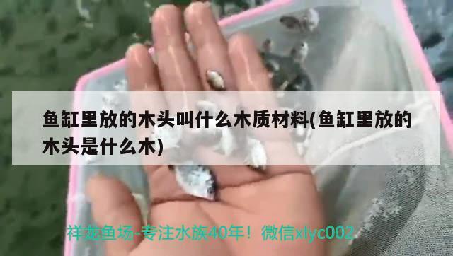 魚缸里放的木頭叫什么木質(zhì)材料(魚缸里放的木頭是什么木)