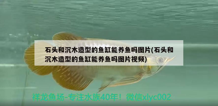 石頭和沉木造型的魚缸能養(yǎng)魚嗎圖片(石頭和沉木造型的魚缸能養(yǎng)魚嗎圖片視頻) 過背金龍魚