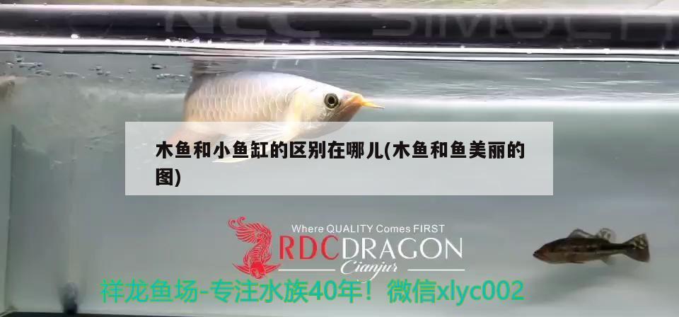 木魚和小魚缸的區(qū)別在哪兒(木魚和魚美麗的圖)