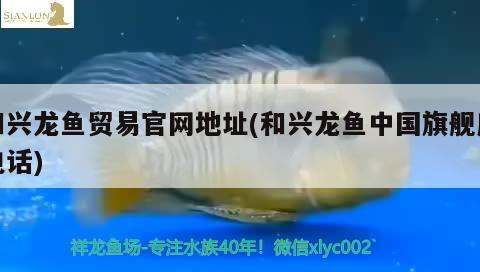 和興龍魚貿(mào)易官網(wǎng)地址(和興龍魚中國(guó)旗艦店電話)