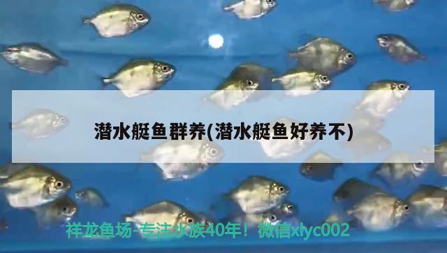 潛水艇魚群養(yǎng)(潛水艇魚好養(yǎng)不)