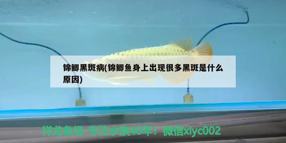 錦鯽黑斑病(錦鯽魚身上出現(xiàn)很多黑斑是什么原因) 觀賞魚