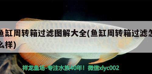 魚缸周轉(zhuǎn)箱過濾圖解大全(魚缸周轉(zhuǎn)箱過濾怎么樣) 泰國(guó)斗魚