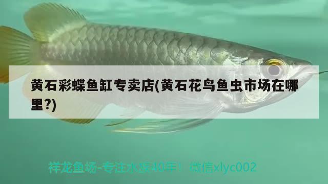 黃石彩蝶魚(yú)缸專賣店(黃石花鳥(niǎo)魚(yú)蟲(chóng)市場(chǎng)在哪里?)