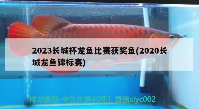 2023長城杯龍魚比賽獲獎魚(2020長城龍魚錦標賽)