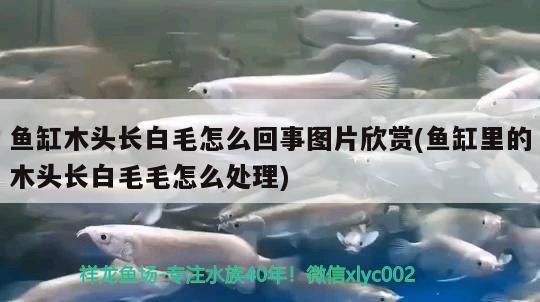 魚缸木頭長白毛怎么回事圖片欣賞(魚缸里的木頭長白毛毛怎么處理)