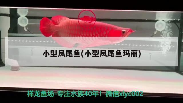 小型鳳尾魚(小型鳳尾魚瑪麗) 觀賞魚