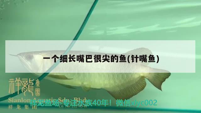 一個細(xì)長嘴巴很尖的魚(針嘴魚)