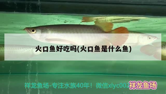 火口魚好吃嗎(火口魚是什么魚)