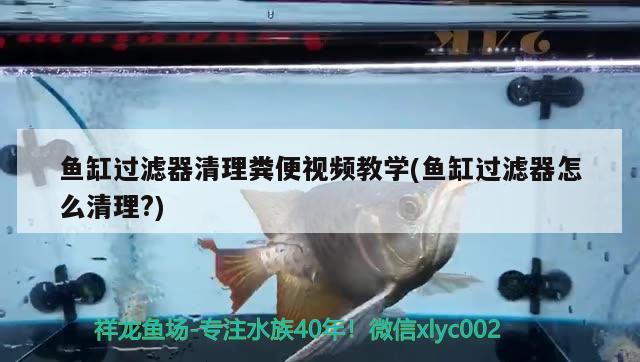 魚缸過濾器清理糞便視頻教學(xué)(魚缸過濾器怎么清理?) 非洲金鼓魚