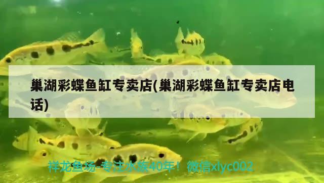 巢湖彩蝶魚缸專賣店(巢湖彩蝶魚缸專賣店電話)