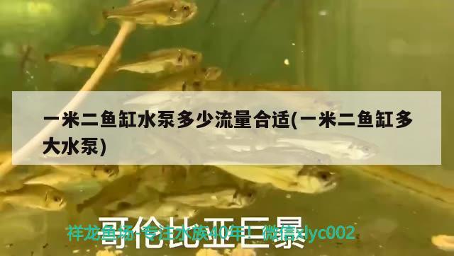 一米二魚缸水泵多少流量合適(一米二魚缸多大水泵)