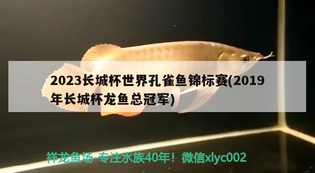 2023長城杯世界孔雀魚錦標(biāo)賽(2019年長城杯龍魚總冠軍)