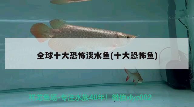 全球十大恐怖淡水魚(yú)(十大恐怖魚(yú)) 觀賞魚(yú) 第3張