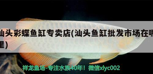 汕頭彩蝶魚(yú)缸專(zhuān)賣(mài)店(汕頭魚(yú)缸批發(fā)市場(chǎng)在哪里)