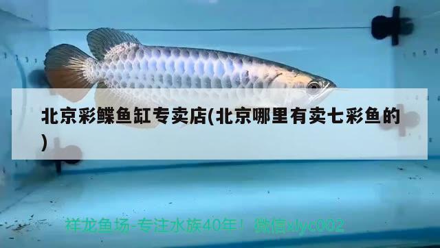 北京彩鰈魚缸專賣店(北京哪里有賣七彩魚的) 彩鰈魚缸（彩蝶魚缸） 第2張