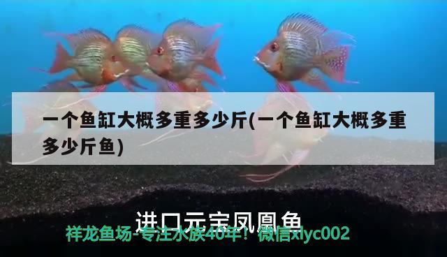 一個(gè)魚(yú)缸大概多重多少斤(一個(gè)魚(yú)缸大概多重多少斤魚(yú)) 銀龍魚(yú)苗