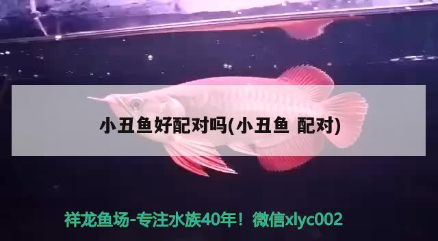 小丑魚好配對嗎(小丑魚配對) 海水魚