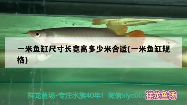 一米魚缸尺寸長(zhǎng)寬高多少米合適(一米魚缸規(guī)格) 黃金達(dá)摩魚