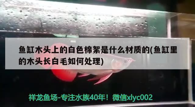 魚缸木頭上的白色棉絮是什么材質的(魚缸里的木頭長白毛如何處理) 羅漢魚