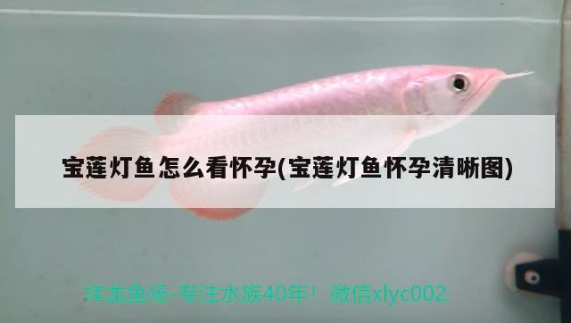 寶蓮燈魚(yú)怎么看懷孕(寶蓮燈魚(yú)懷孕清晰圖) 觀賞魚(yú)