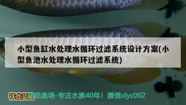 小型魚缸水處理水循環(huán)過濾系統(tǒng)設(shè)計方案(小型魚池水處理水循環(huán)過濾系統(tǒng)) 帝王血鉆魚