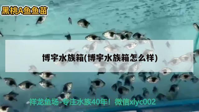 博宇水族箱(博宇水族箱怎么樣)