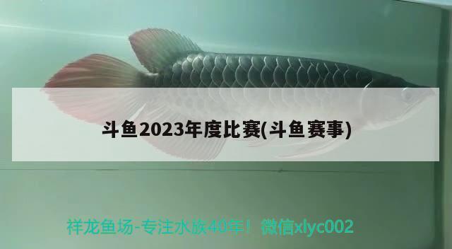 斗魚2023年度比賽(斗魚賽事)