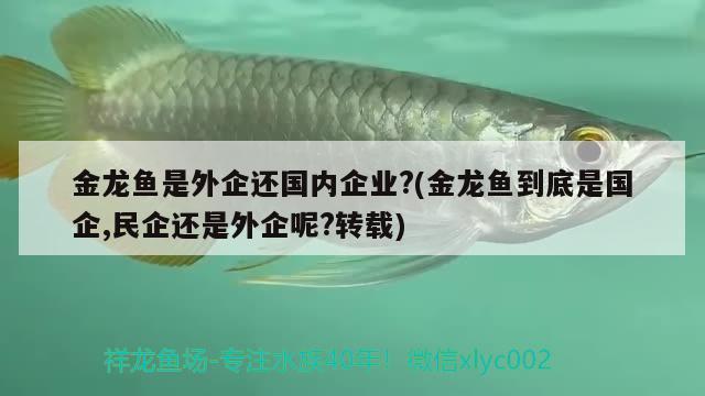 金龍魚是外企還國內(nèi)企業(yè)?(金龍魚到底是國企,民企還是外企呢?轉(zhuǎn)載) 觀賞魚