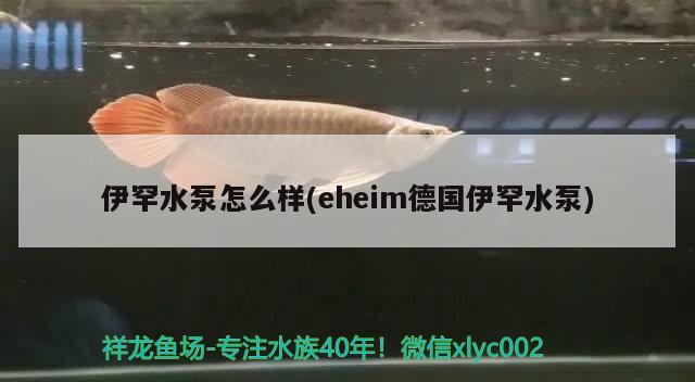 伊罕水泵怎么樣(eheim德國伊罕水泵) 伊罕水族